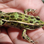 Save Northern Leopard Frogs (and Protect Human Health)