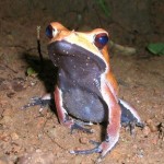Frogs—Nature's Bug Zappers