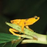Harlequin Frogs of Costa Rica