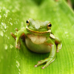 Announcing the Winner of the FROGS ARE GREEN Photo Contest