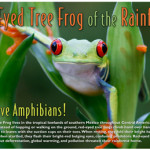 Many Thanks, and a Red-Eyed Tree Frog for You!