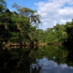 Yasuni National Park, Ecuador: An Amphibian Eden