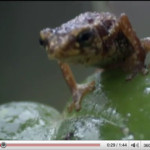 LIFE: New Discovery Channel Series (and one amazing toad)
