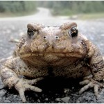 Can toads (and other animals) predict earthquakes?