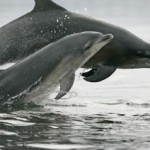How the Gulf Oil Spill May Harm Dolphins