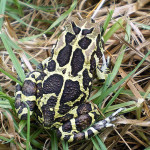 Cape Town’s secretive inhabitant and pilot conservation species – the Western Leopard Toad
