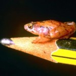  One of the Smallest Frogs in the World Discovered