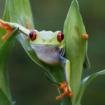 10 Frogs Handsome Enough to Kiss