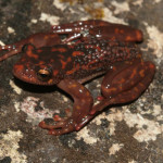 Burned Forests Threaten the Frogs of Madagascar – Guest Post, Franco Andreone