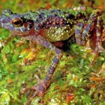 Rare Rainbow Toad Rediscovered after 80 Years
