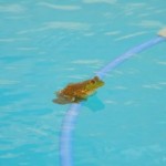 The Froglog: Helps Frogs Avoid Drowning in Pools