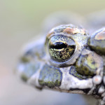 Guest post: Saving Toads in the Czech Republic