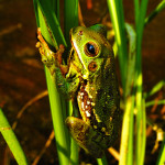 Announcing the Winners of the 2011 Frogs Are Green Photography Contest
