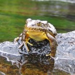 Good news for endangered California frogs
