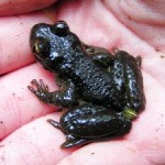 Guest post: A Herpetologist Chases Frogs with Tails
