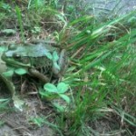 A Green Frog (at Frogs Are Green)