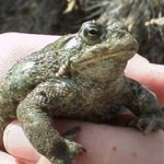 God and an Endangered Toad: Faith Traditions and the Environment