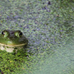 Announcing the Winners of the 2012 Frogs Are Green Photography Contest