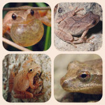 A – Z Frog Species: Spring Peeper – Pseudacris crucifer 