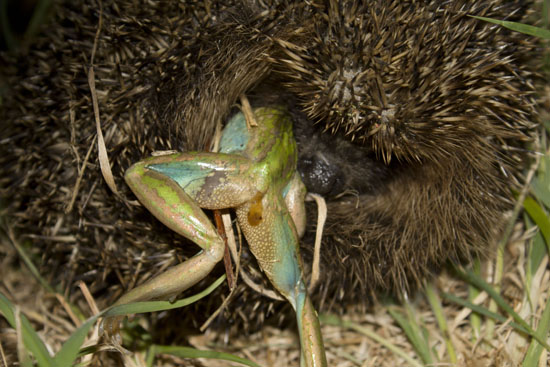 frog and hedgehog by Phil Bishop