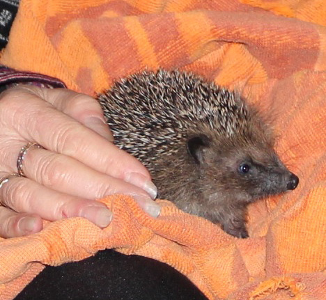 Hedgehog named Pepper in new zealand