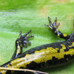 SALAMANDERS IN CRISIS! An Overview of Why Salamander Conservation is Needed