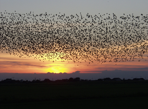 bird migration in sunset sky