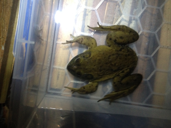 bullfrog rescued in winter MA