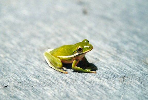 frog by david veljacic