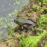 Enhancing Your Eco-Friendly Garden to Attract Frogs and Toads