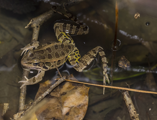 Pickerel Frog (Rana palustris) by Wes Deyton, North Carolina.
