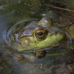 Learning How Frogs See and Hear