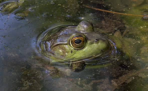 American-Bullfrog-by-Wes-Deyton