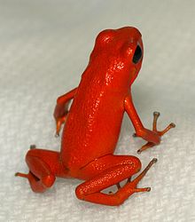 strawberry-poison-dart-frog-Oophaga-pumilio-zoo