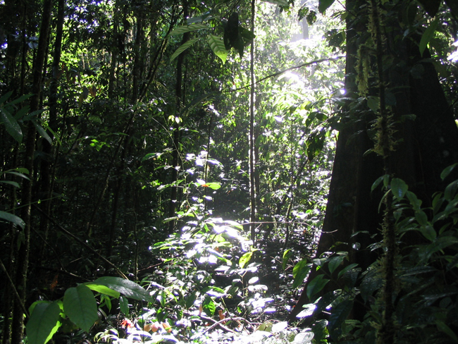rainforest in Brazil