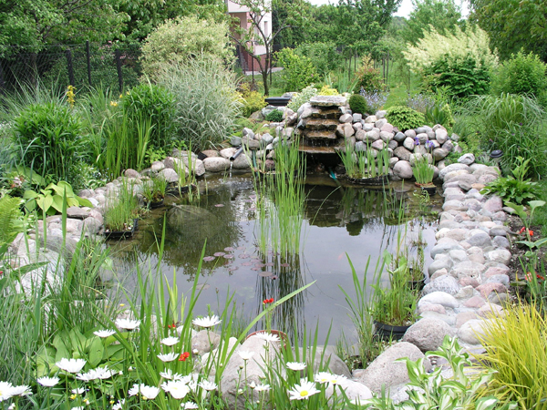 garden pond lush green and beautiful