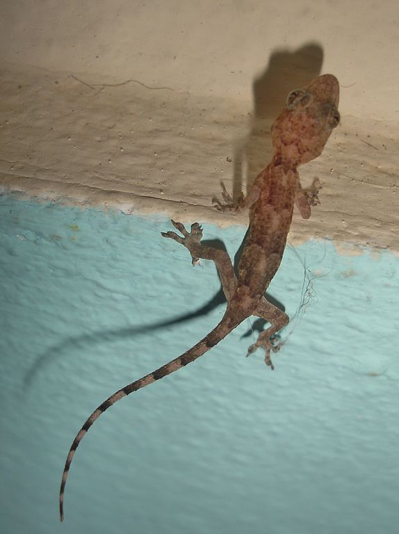 Tropical House Gecko (Hemidactylus mabouia) by  Thomas Brown