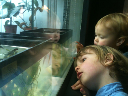 children looking at tadpoles in manchester museum