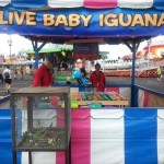 Baby Iguanas As Prizes? 