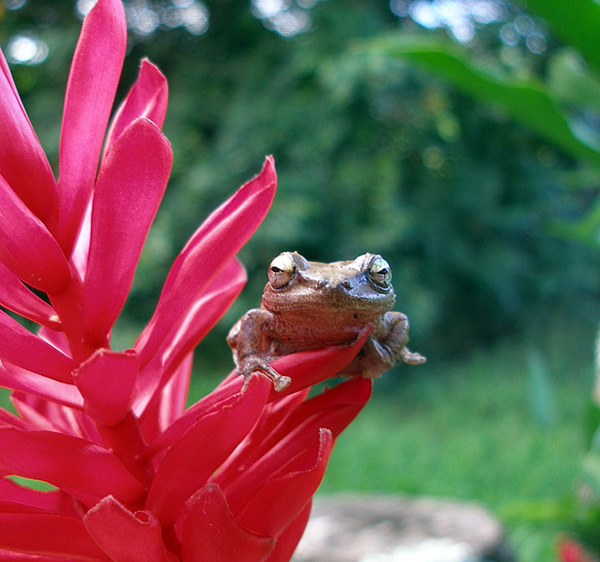 coqui frog in Hawaii