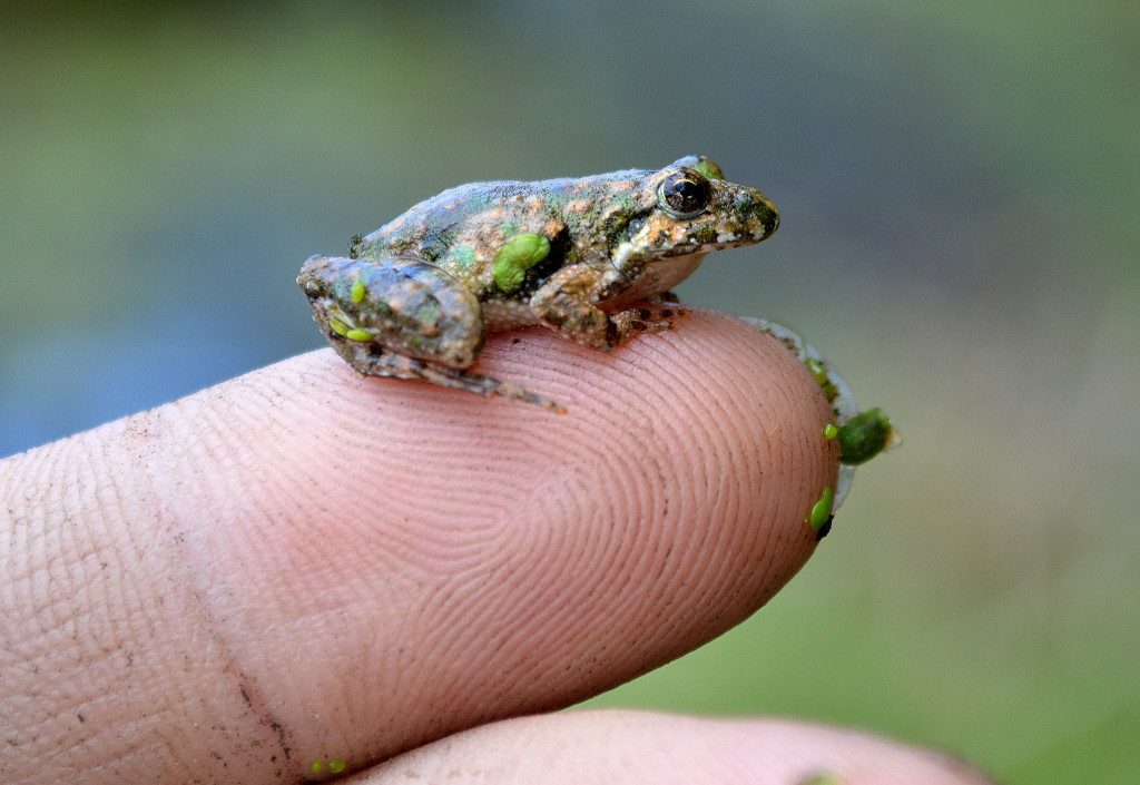 2014 Backyard Frogs, 2nd place winner by Mike Adamovic, Northern Cricket Frog, New York.