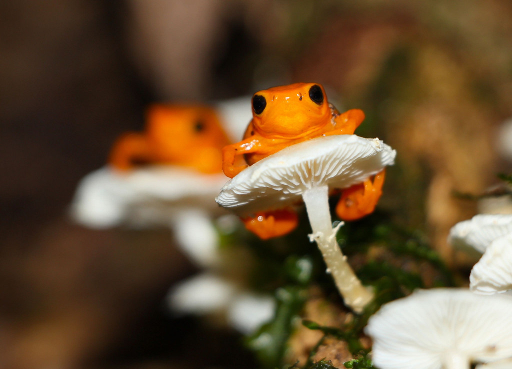 2014 Frogs in the Wild, 3rd place winner, Golden Droplet Frog by Christian Spencer.