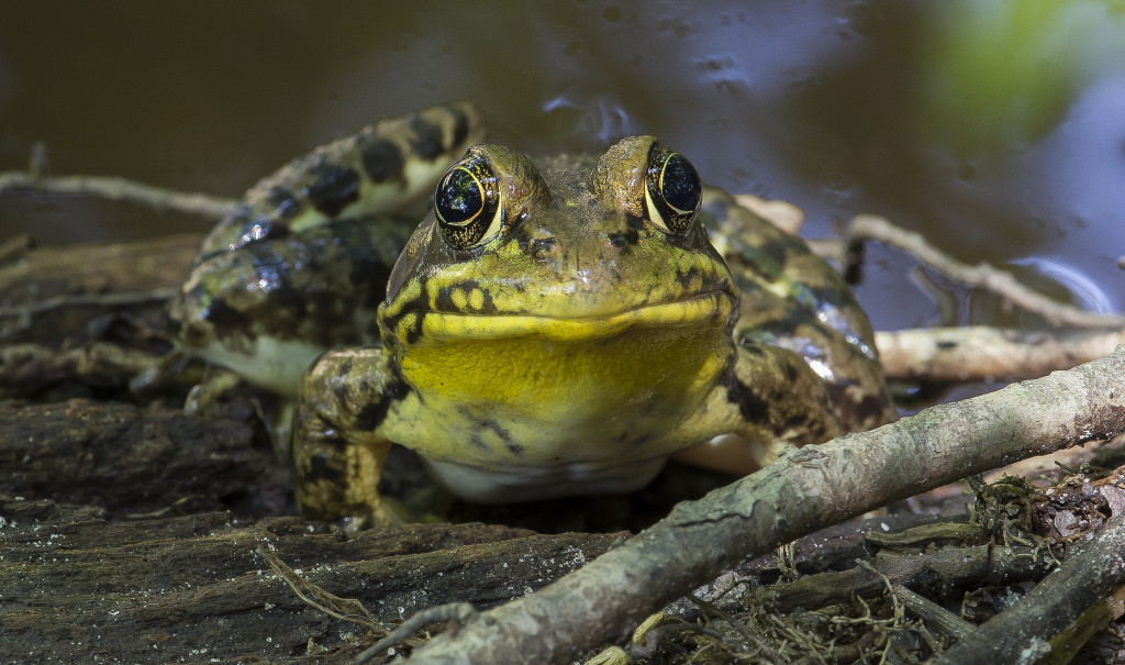 2014 Backyard Frogs, Honorable Mention, Pickerel Frog by Wes Deyton, North Carolina.