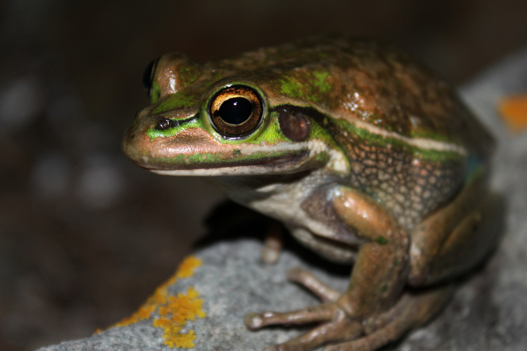 2014 Frogs in the Wild, Honorable Mention, green and golden bell frog by Chad Beranek, Australia.