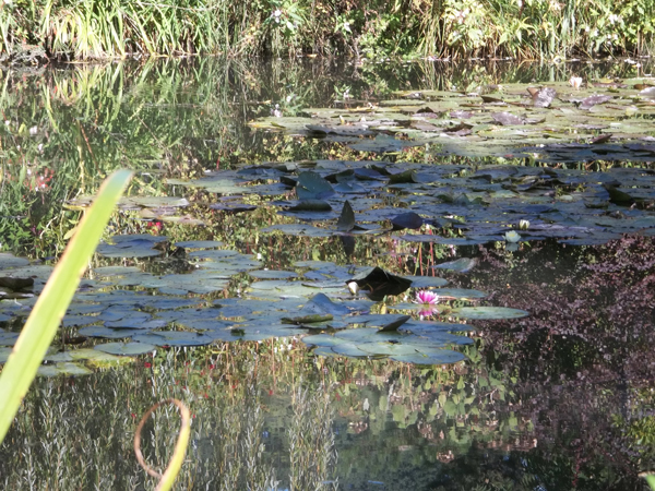 Lily Pad environment of Irwin Q. Wart