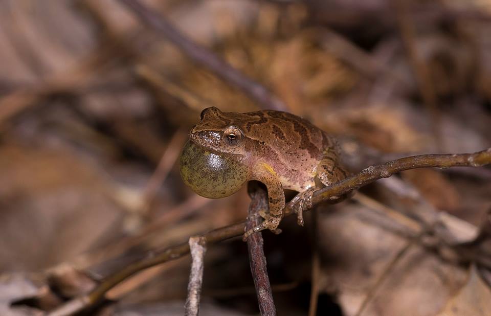 Spring Peeper with full vocal sac by Wes Deyton