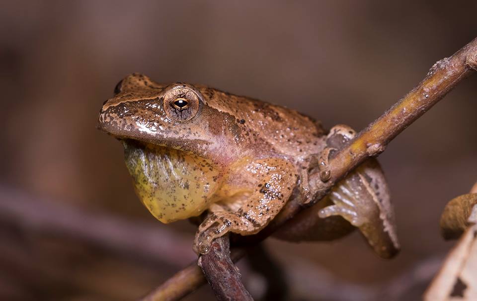Spring Peeper with retracting vocal sac by Wes Deyton.