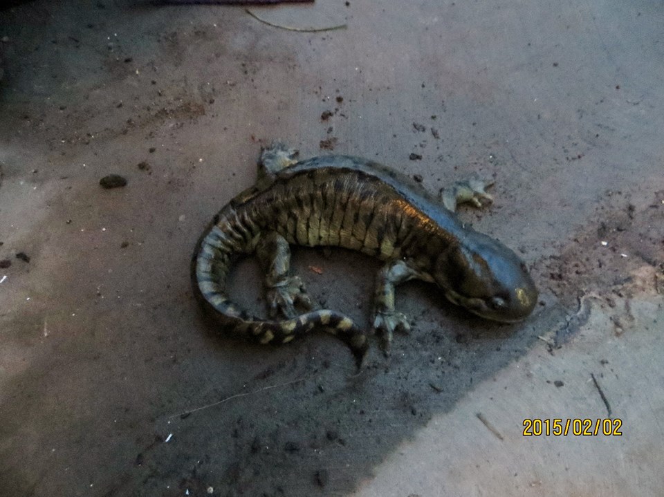 Tiger Salamander in Southern Oregon