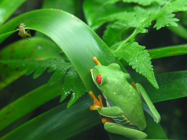 Tree Frog and Bug from EarthRangers.com