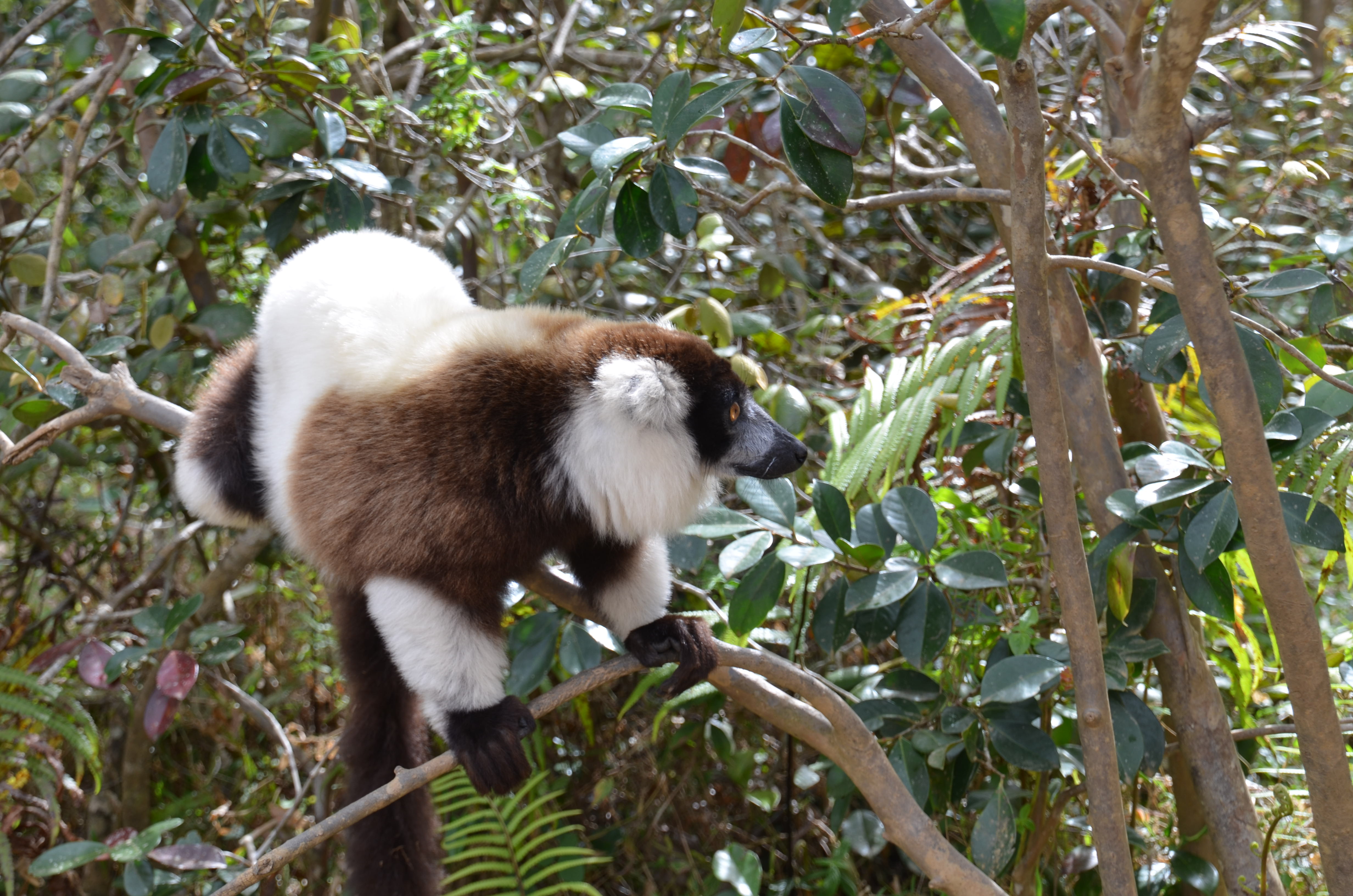 Black and White Ruffed Lemur in Madagascar